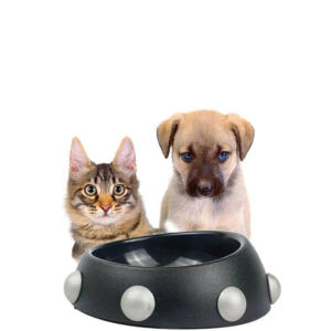 Raddix Pet Feeding Bowl - Rex