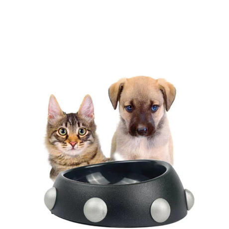 Raddix Pet Feeding Bowl - Rex